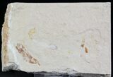 Cretaceous Soft-Bodied Fossil Polychaete Worm & Fish #24124-1